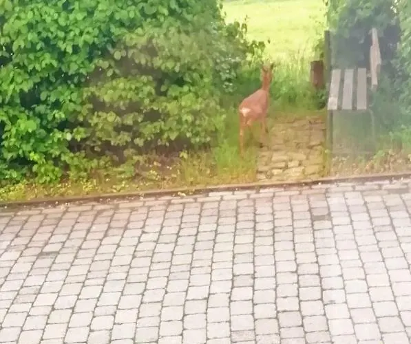 Und -zimmer Becks Vendégház Lüdinghausen